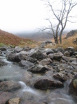 SX32956 Tree by Nant Cadair stream.jpg